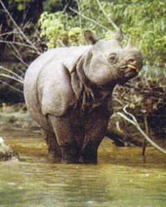 Rhino from the Ujung Kulon Nasional Park the province of Banten 